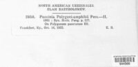 Puccinia polygoni-amphibii image